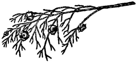 Port Orford cedar branch