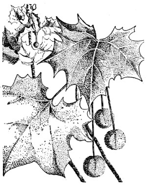 Sycamore branch