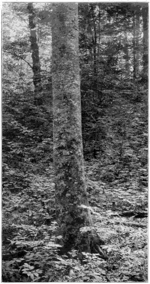 Beech