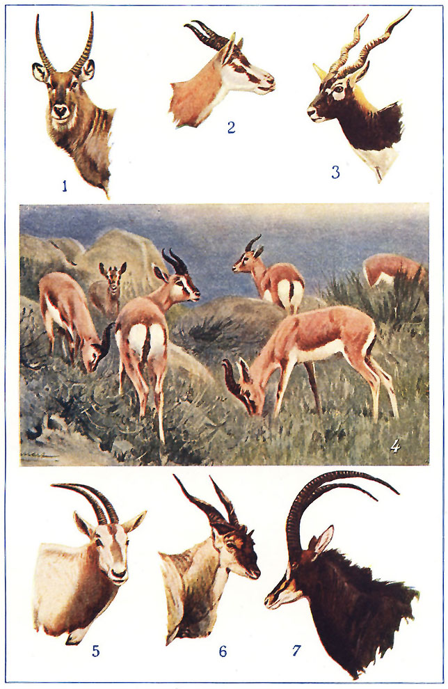 TYPES OF ANTELOPES
