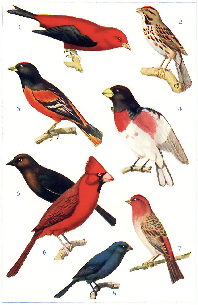 NORTH AMERICAN SEED-EATING SONG-BIRDS