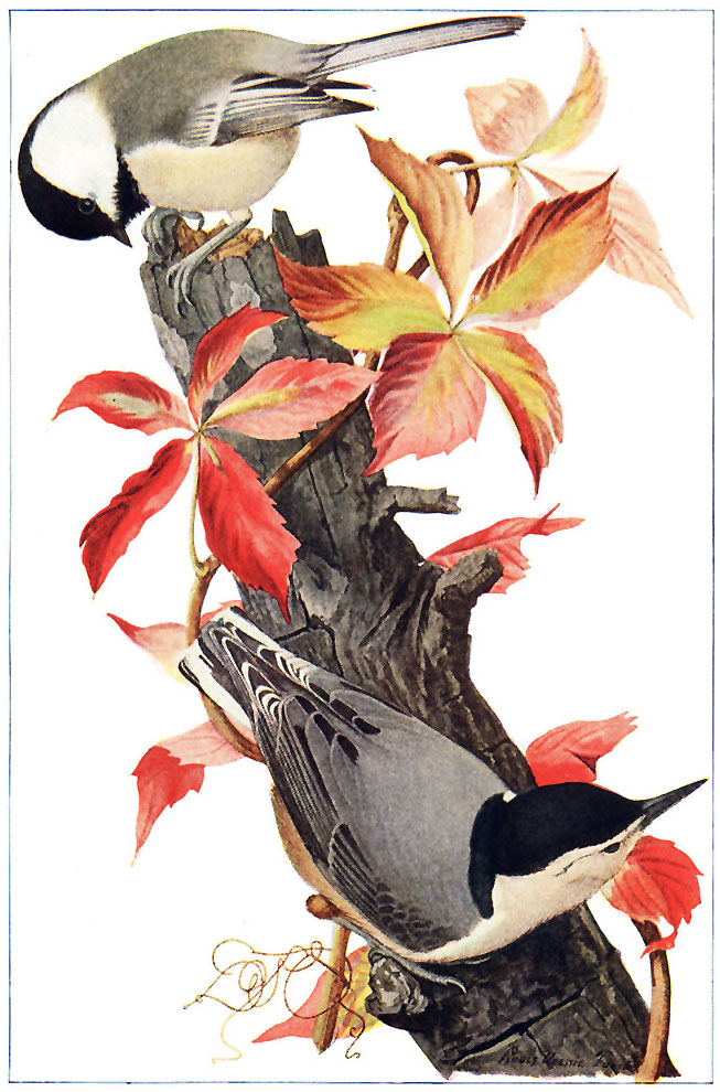 CHICKADEE AND WHITE-BREASTED NUTHATCH.
