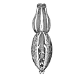Fig. 183. Lycosa scutulata.—Female enlarged twice.