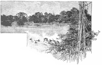 A SWIMMING RACE AFTER A BUSH ANTELOPE. A SWIMMING RACE AFTER A BUSH ANTELOPE.