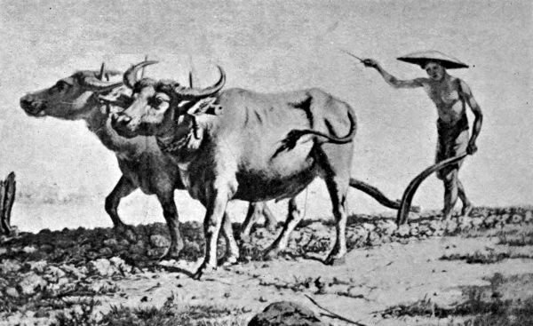 Peasant ploughing.