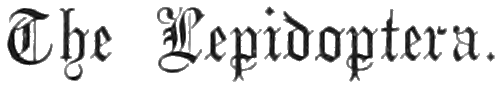 The Lepidoptera. The Lepidoptera.