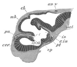 Illustration: Figure 248