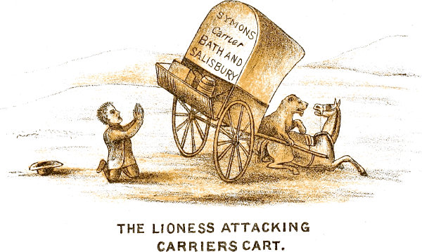 THE LIONESS ATTACKING CARRIERS CART.