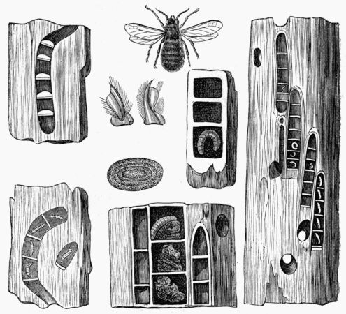 Fig. 339.—Carpenter Bee, Pupæ, Eggs, Galleries, and Nests.