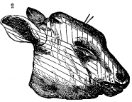 Fig. 52.