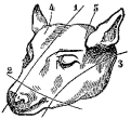 Fig. 78.