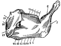 Fig. 79.