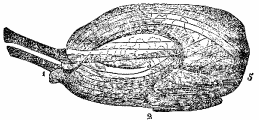 Fig. 87.
