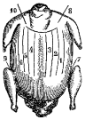 Fig. 90.