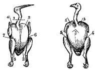 Fig. 92.—Becada.