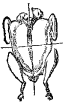 Fig. 94.—Perdiz.