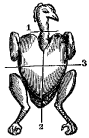 Fig. 96.