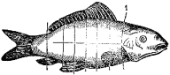 Fig. 98.