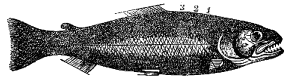 Fig. 100.