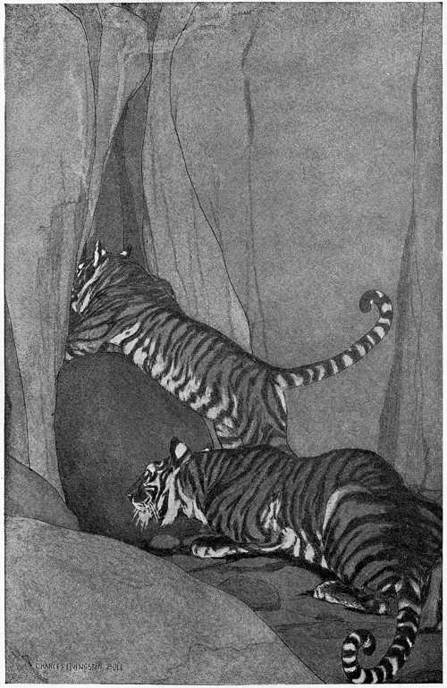 “THE SNIFFINGS OF THE BAFFLED BEAR OR TIGER.”