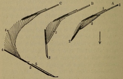 Figure 37