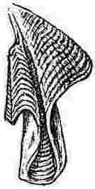 Balanus concavus, tergum.