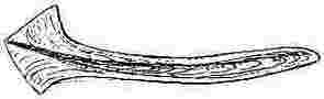 Pyrgoma cancellatum, tergum.