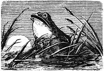 frog with moon in background