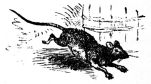 rat running