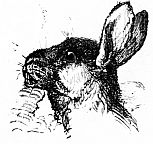 hare