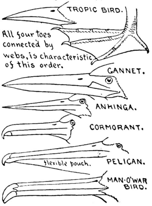 ORDER 4. TOTIPALMATE SWIMMERS.—Steganopodes.