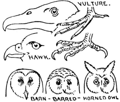 ORDER 12. BIRDS OF PREY. Raptores.