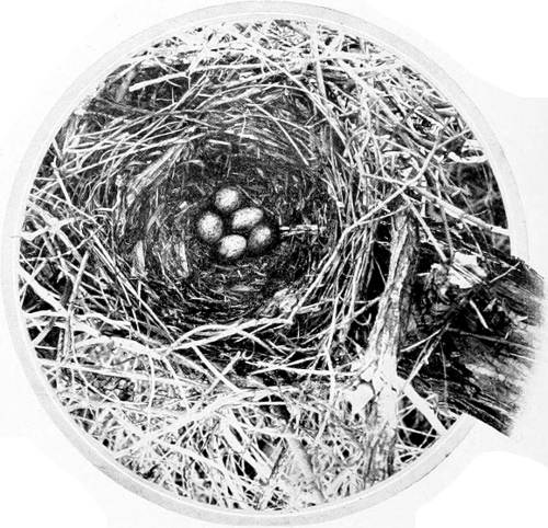 Taken in Benton Co. Photo by the Author. NEST AND EGGS OF WESTERN CROW.