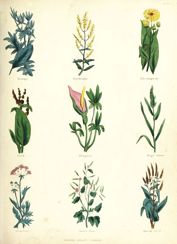 Seventh Plate