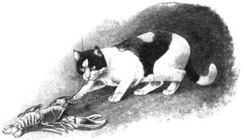Cat with lobster