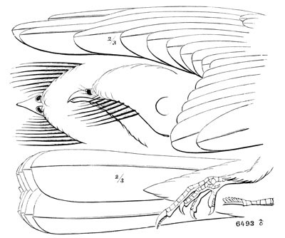 Illustration: Antrostomus carolinensis