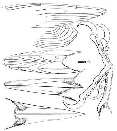 Illustration: Campephilus principalis