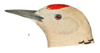 Illustration: Color plate 52 detail 2