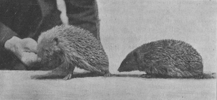 hedgehog