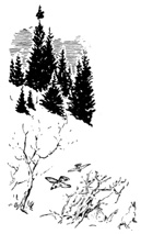 Winter Scene