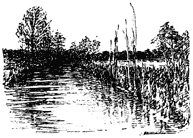 Rice-fields