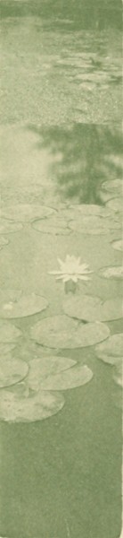 lily pond
