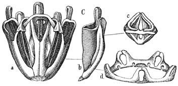 Kauw-toestel (Lantaren van Aristoteles) van den Steenborenden Zeeappel (Strongylocentrotus lividus). Ware grootte.—a) Het geheele toestel van ter zijde gezien. b, c) Een der kaken: b) van de binnenzijde, c) van boven gezien, d) Kalkring aan den omtrek van het peristoma.
