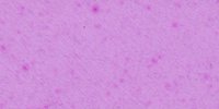 XI_63_d_Light_Amparo_Purple