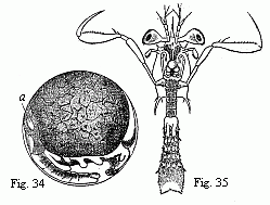 Fig. 34. Embryo of a Squilla, magnified. a. heart. Fig. 35. Older larva (Zoëa) of a Stomapod, magnified.