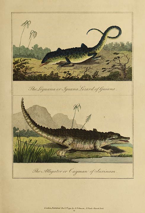 The Leguana or Iguana Lizard of Guiana. The Alligator or Cayman of Surinam.