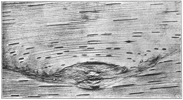 Figure 2. Markings on birch bark.