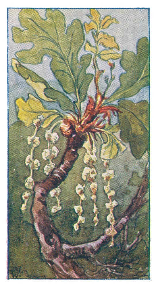 Eikebloesem.
