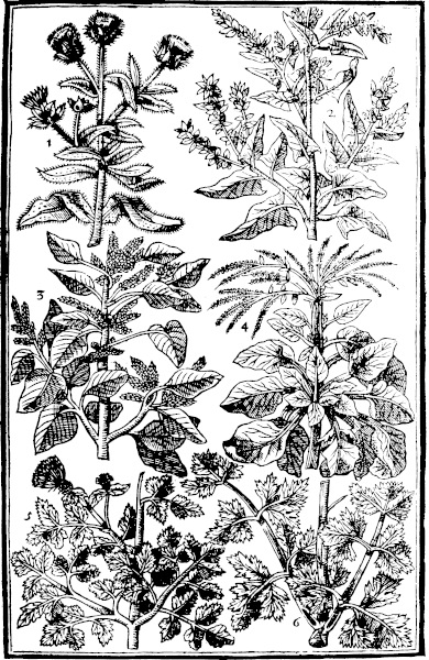 Page 487: Langdebeefe; Arrach; Blites; Beetes; Allisanders; Sweete Parsley.