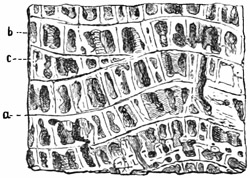 Fig. 211.
